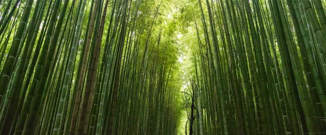 Bamboo forest